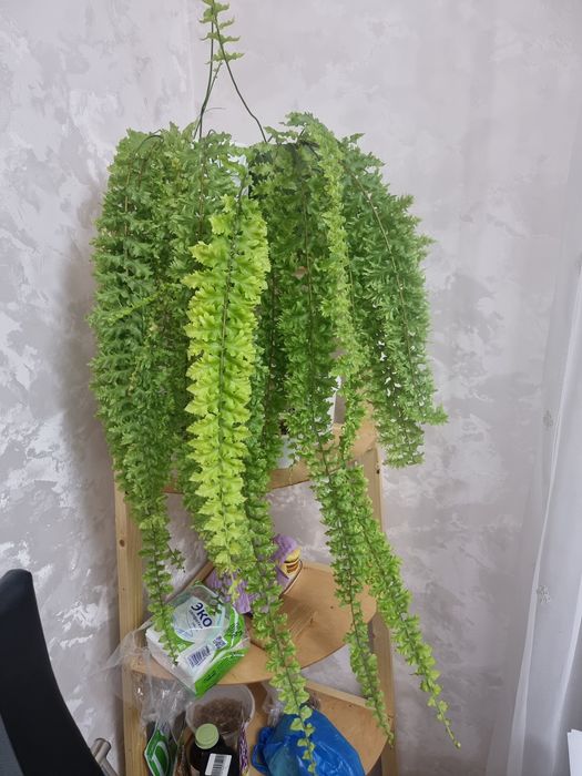 Папоротник королевский