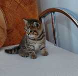 American shorthair