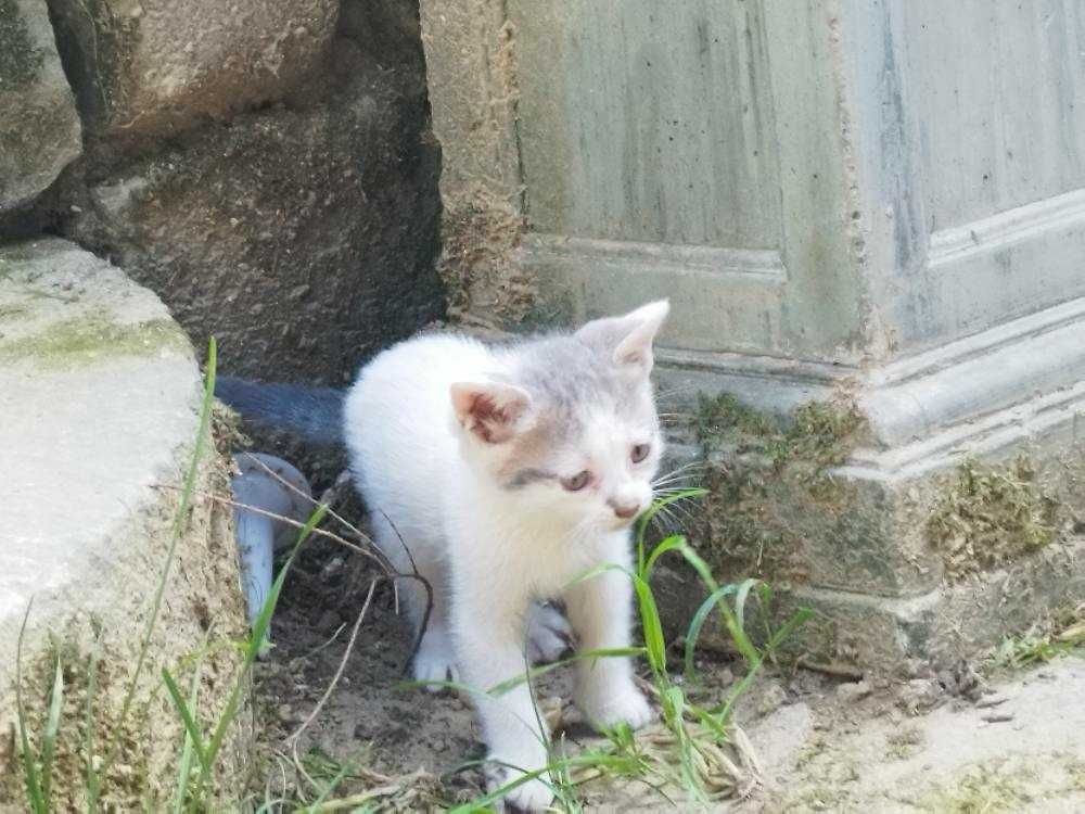 Подарявам чудесно котенце