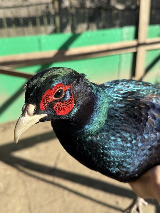 Fazani comuni si tenebrosi