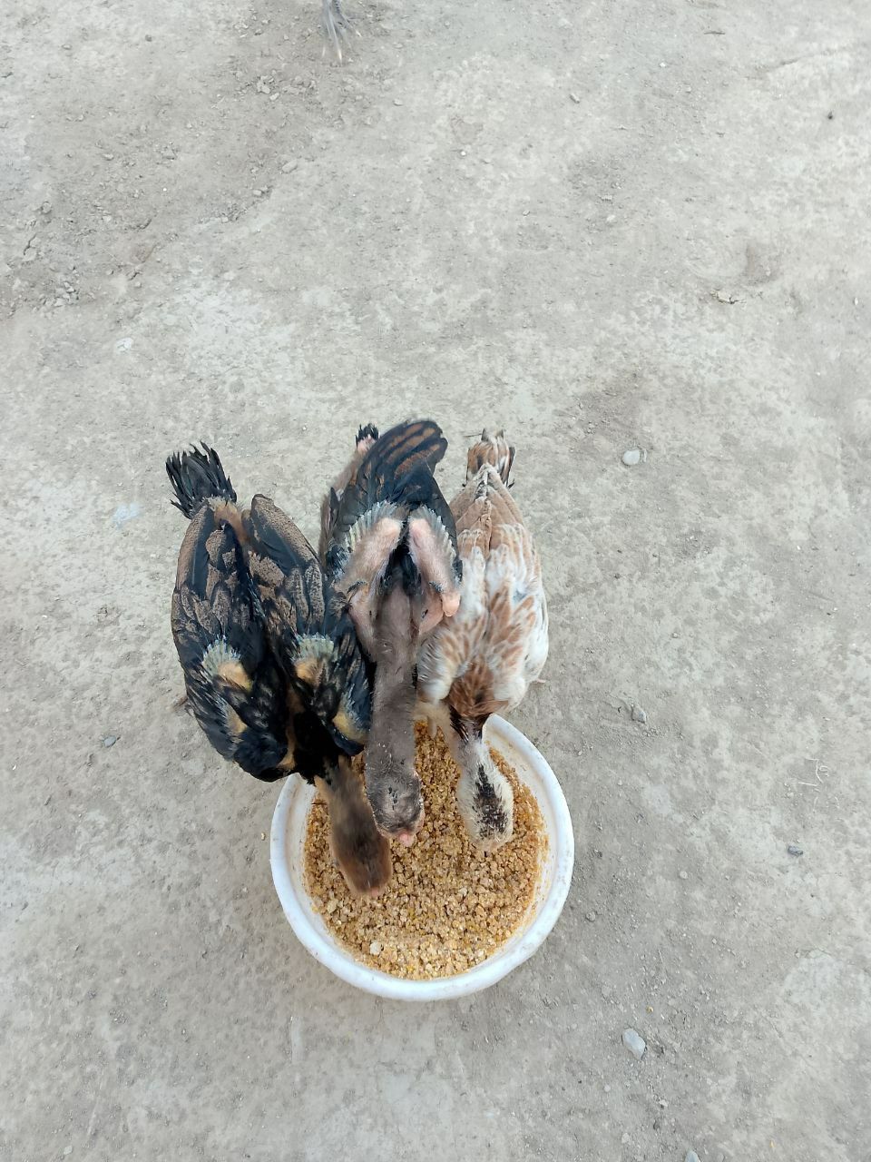 Joʻjalarga javob beraman toza qon