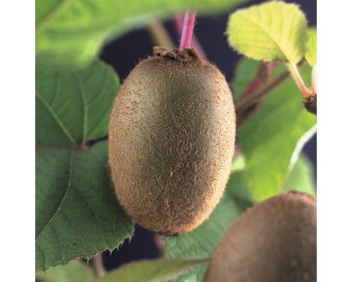 Kiwi Soiuri Diferite