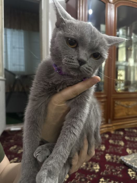 Продам чистих домашних котят