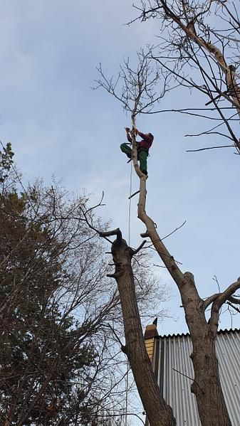 Спил деревьев, обрезка, ағаш кесеміз