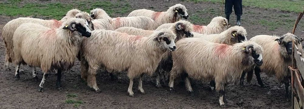 Oi de vanzare 10 bucati