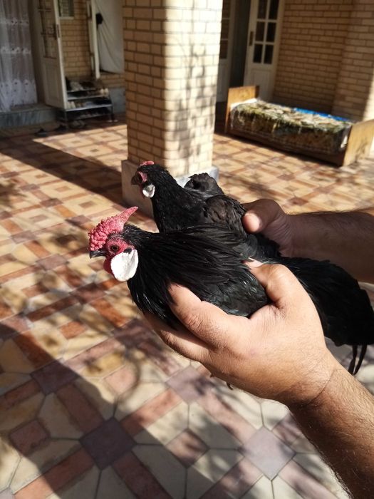 Бентам Японча сотилади