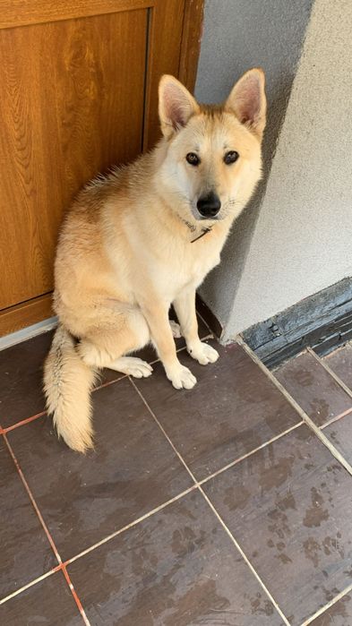 Se donează Husky citește anunțul