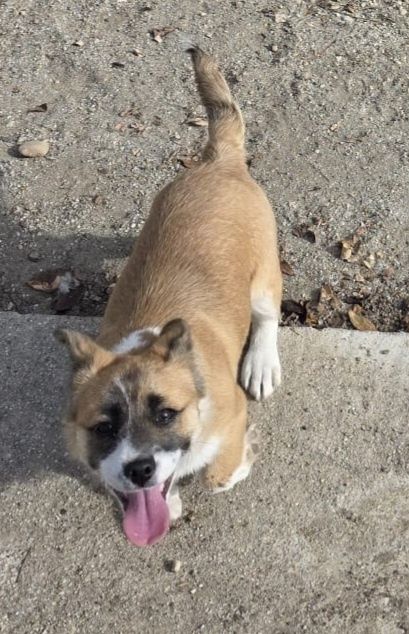 DONEZ o cățelușa de trei luni și o săptămână.