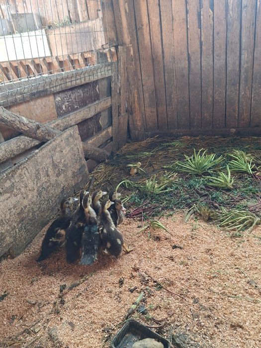 Rațe mute de vânzare