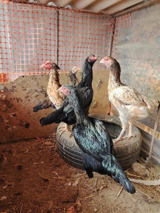 Дакан бойцовые мекендер сатылымда