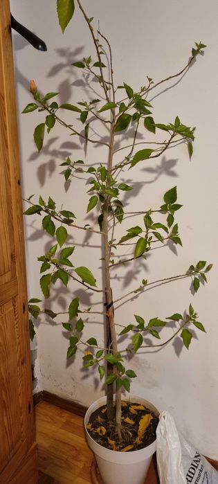 De vanzare trandafiri japonezi galben si rosu rog si ofer seriozitate