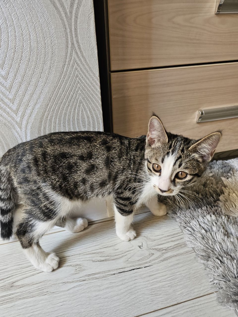 Кошка   домашних