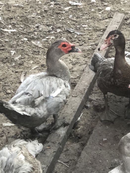 Мускусные утки лаванда самцы