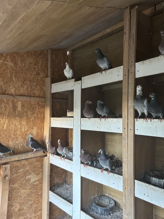 Vand porumbei voiajori