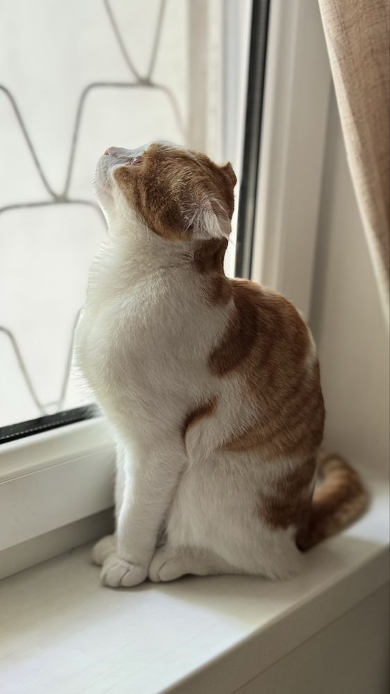 Скотиш фолд девочка