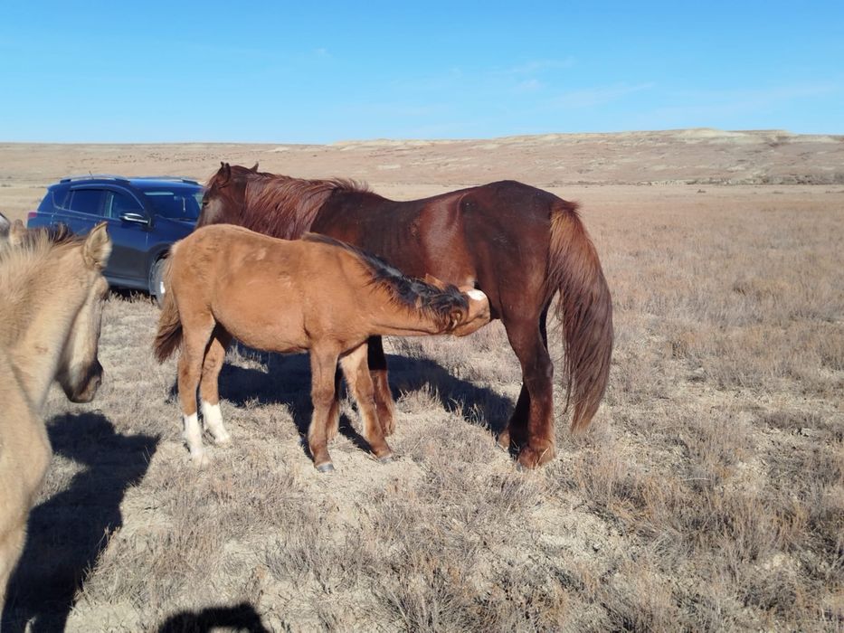 Бие құлынымен сатылады