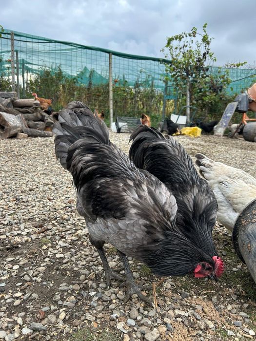 Vand cocosi gaini pui australorp