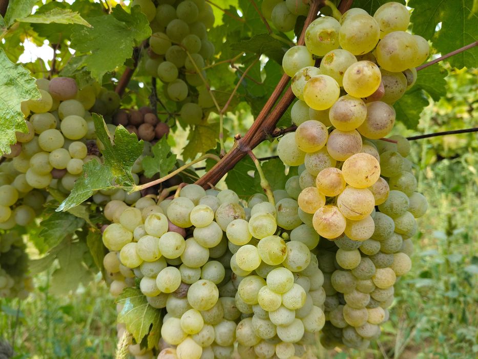Struguri pentru vin