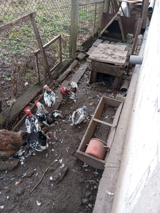Familie de găinuțe pitici 3 găinușe și 3 cocosi180 Ron și două găini