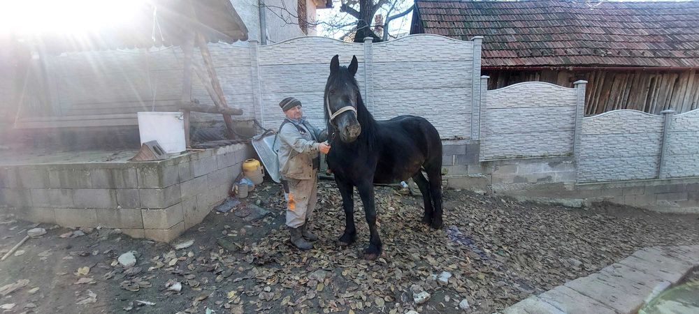 Vând sau schimb cu oi