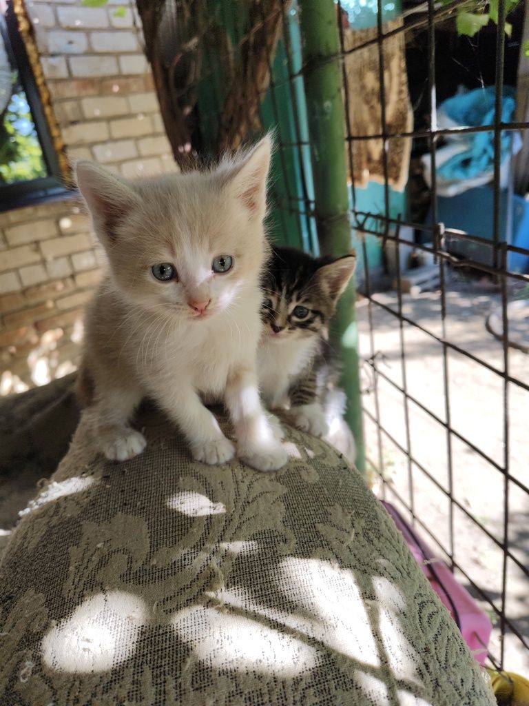 Котята в добрые руки