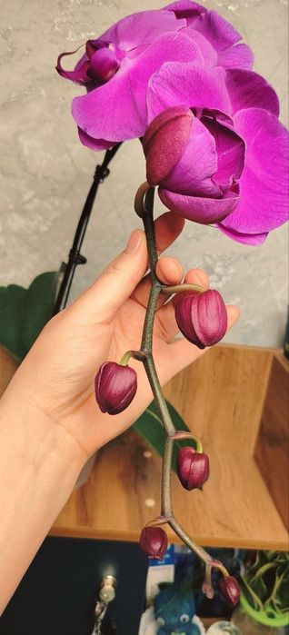 Орхидеи Phalaenopsis