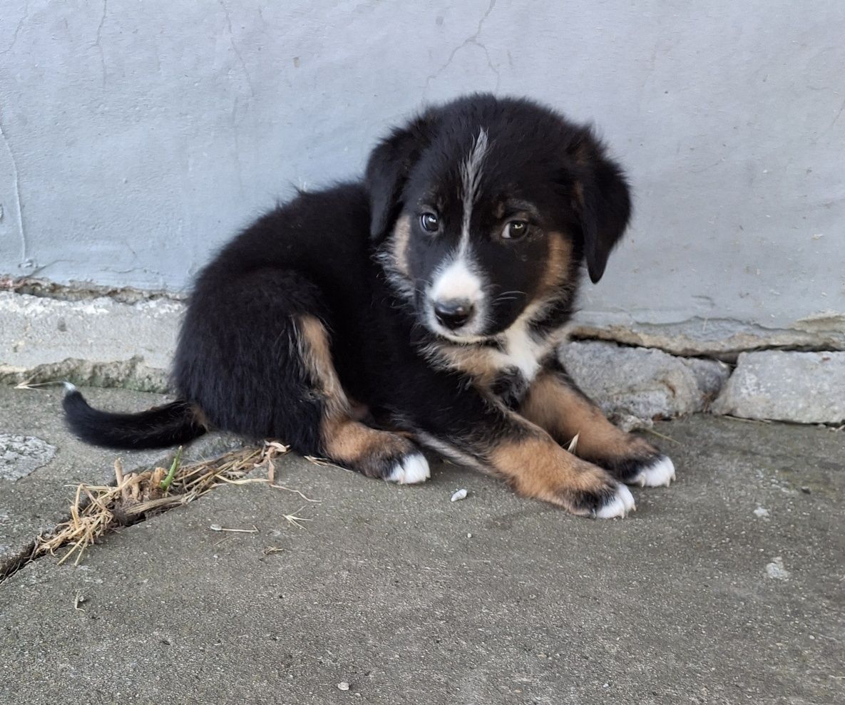 Малки кученца на 1 месец
