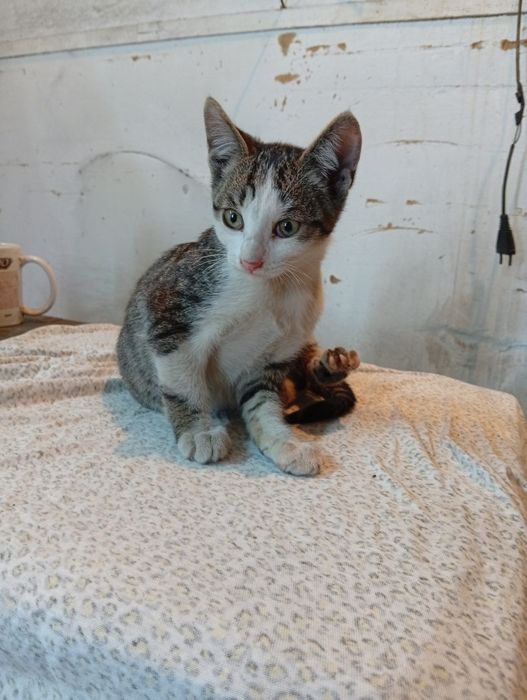 Котята ищут дом и добрых хозяев