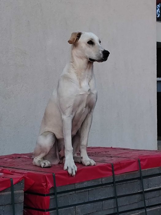 Donez catelusa metis