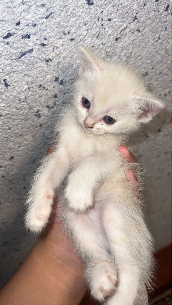 Скотиш страйт полтара месячные