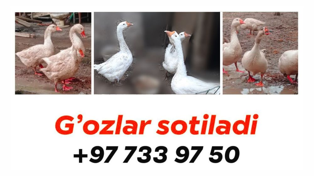 G'ozlar sotiladi, Гусы продается Narxi kelishiladi