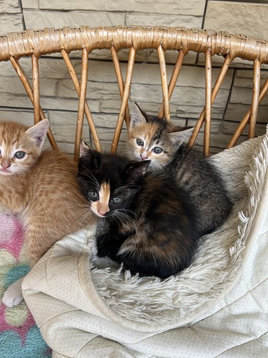 Котята бесплатно срочно