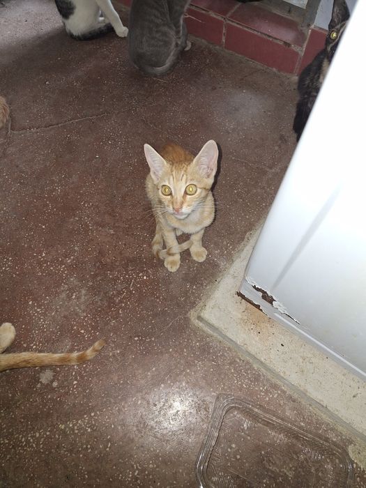 Donez pui pisici
