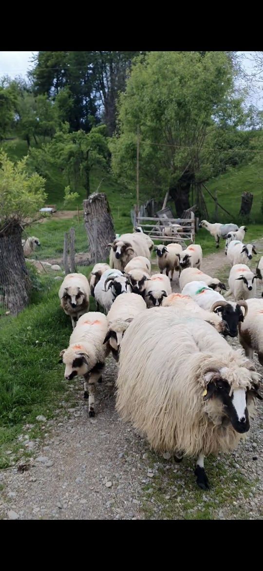Oi breze breze ,berbeci Corbeni Argeș