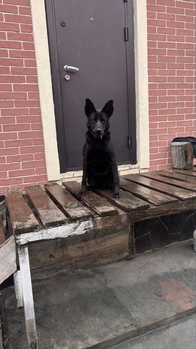 Продам щенка немецкой овчарки