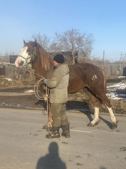 Продам жеребец 2.5