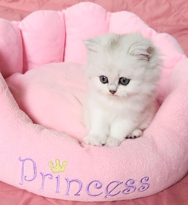 British longhair chinchilla