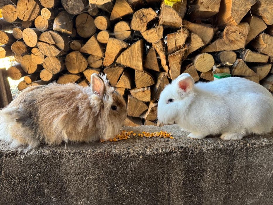 2 iepuroaice, rasa cap de leu