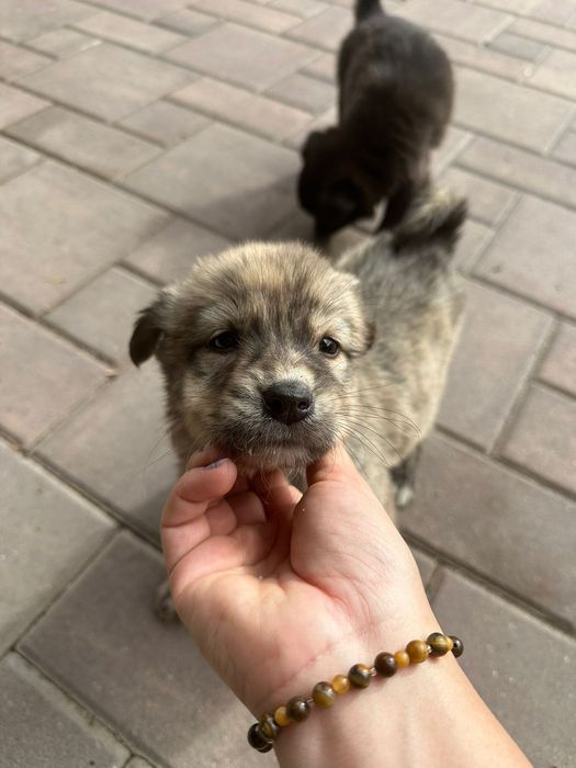 Donez cățeluși care au fost abandonați de stăpâni la marginea pădurii