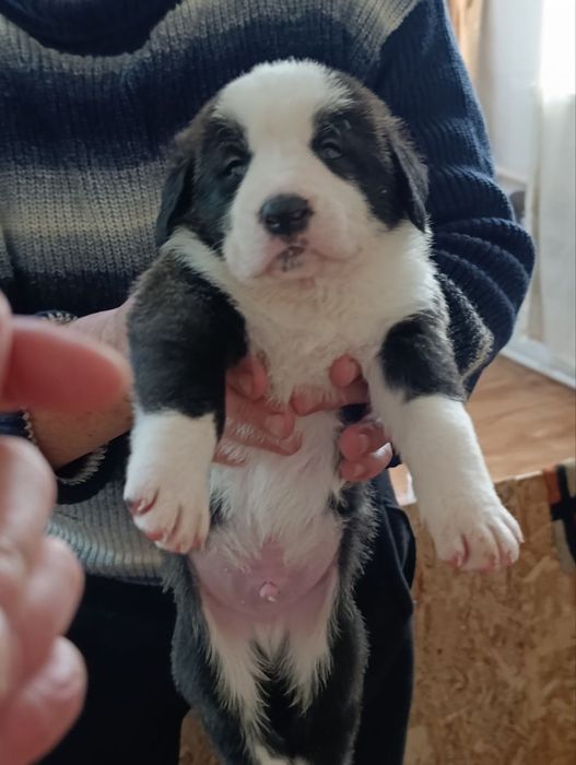 Продаются щенки азиатского Алабая