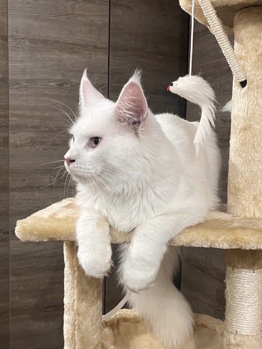 Femela Maine Coon alba PEDIGREE
