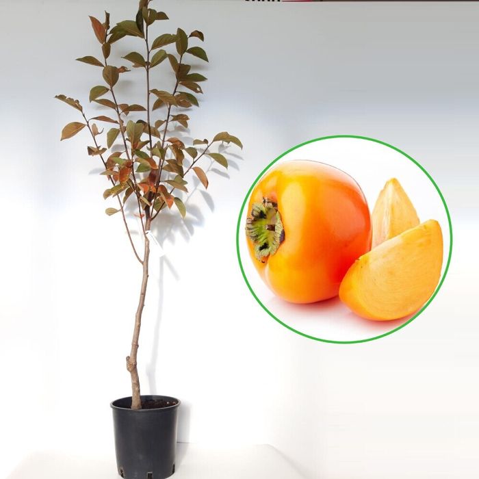 Pomi Fructiferi EXOTICI la Ghiveci  (KAKI )