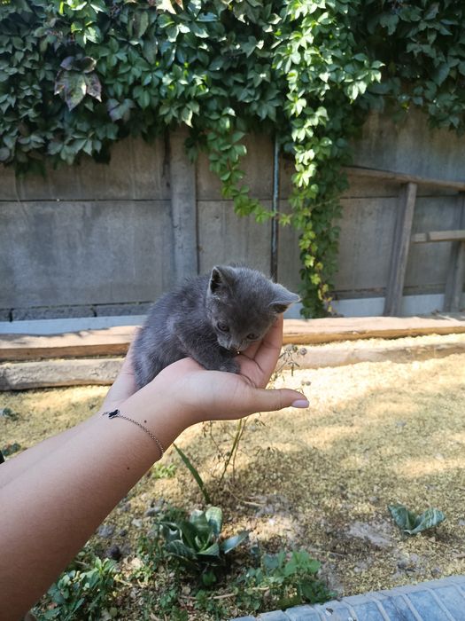 Отдам котят в добрые руки