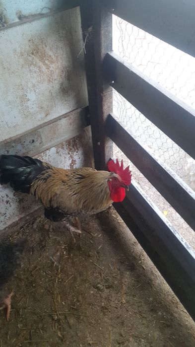Cocoși italieni .