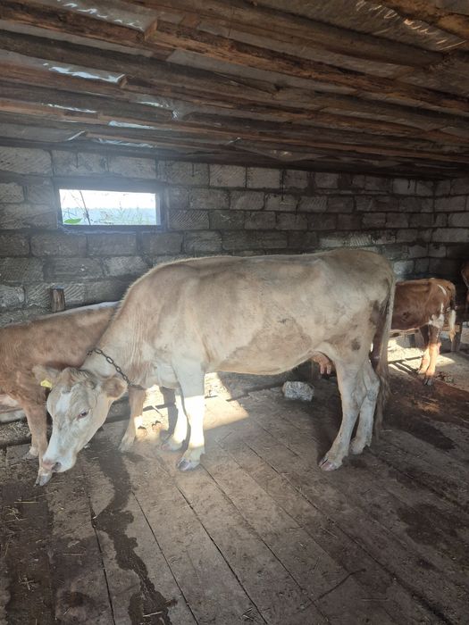 Продам корову 400000