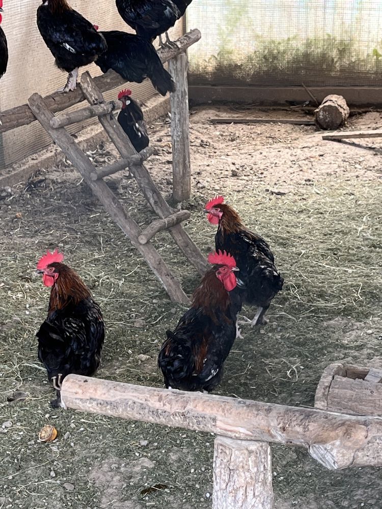 Cocosi italian, la Bresse ,Araucana si marans