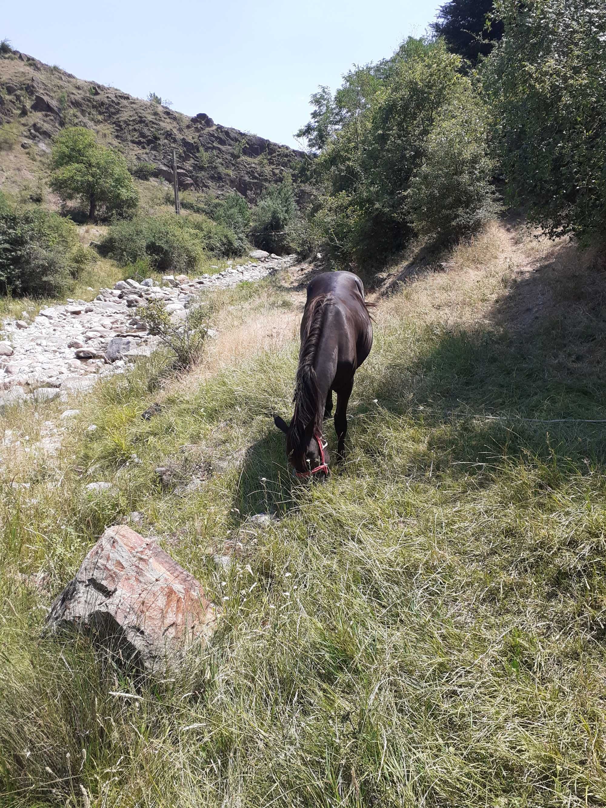 Mânză de 1 an jumate