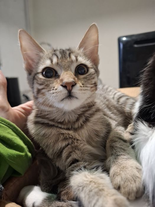 Подарявам 4 месечна женска котка