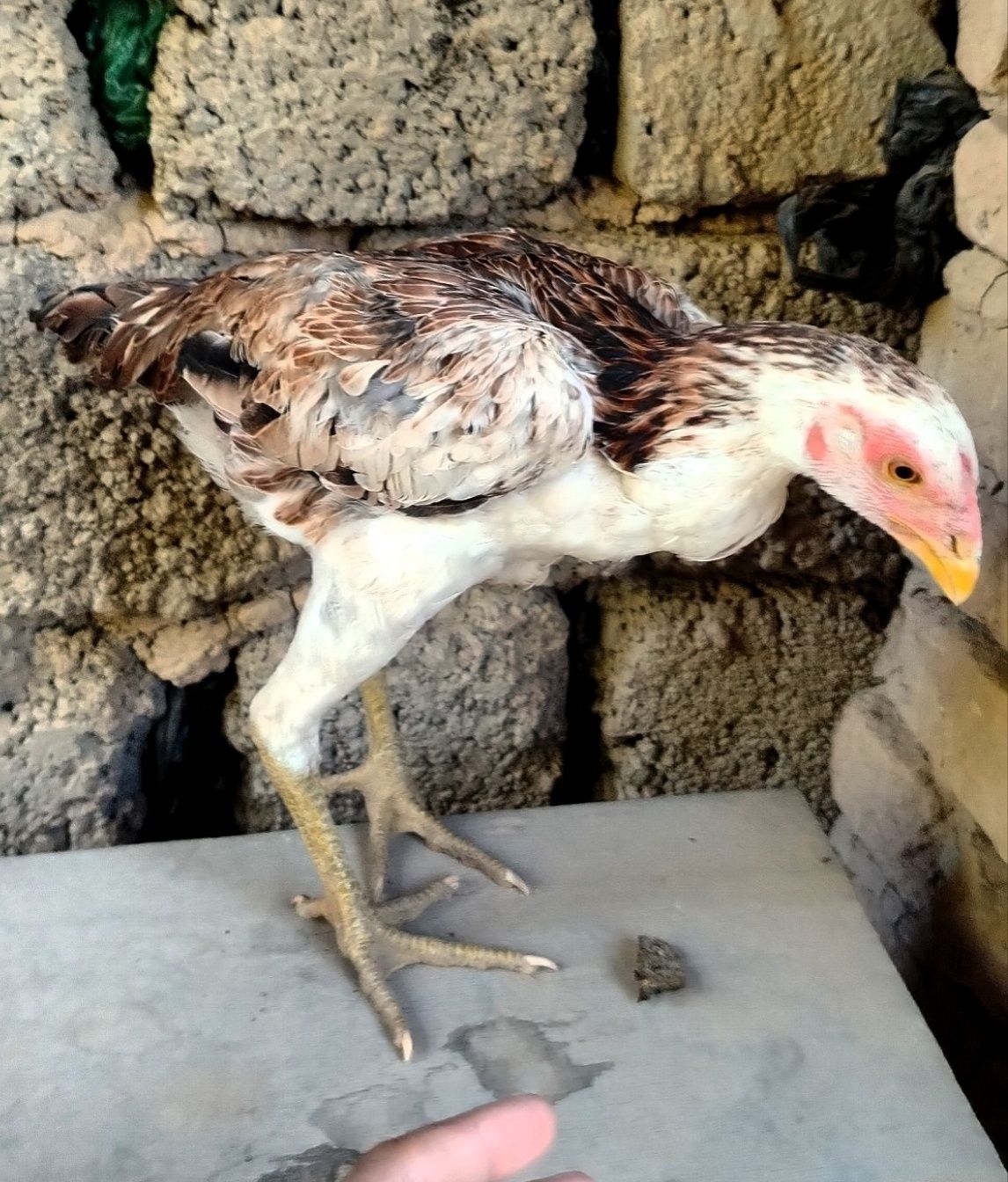 Makyon tovuq sotiladi