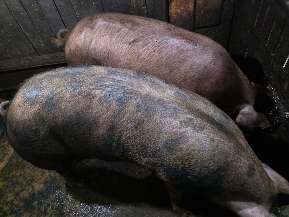 Продавам големи прасета за коледа